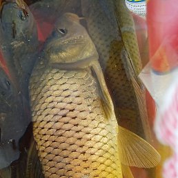 M���, ���������, 32 ����