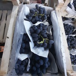 Ravshan, �������, 32 ����