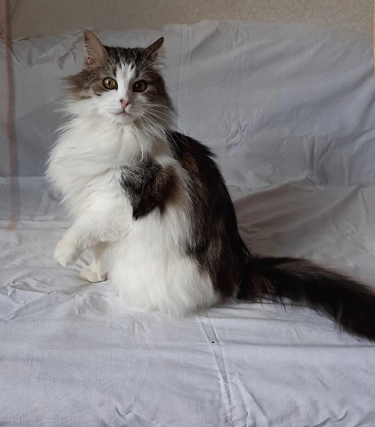 #вДобрыеРуки@40cats.SOS !!! Санкт-Петербург и Ленинградская область ! Помогите спасти котику жизнь ... - 2