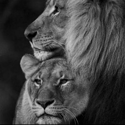 Konul, ����, 43 ����