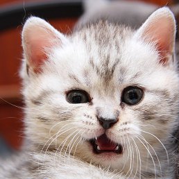 Linda, �����