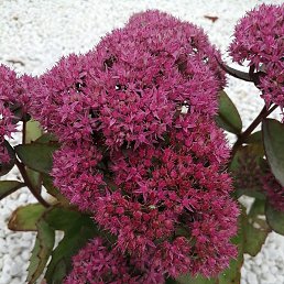 �����, ������, 53 ����