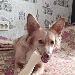 ���������, ������, 35 ���