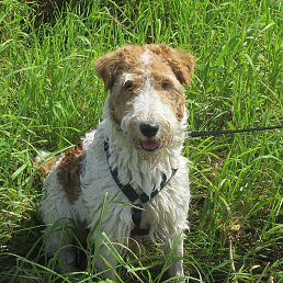 �����, �����, 45 ���