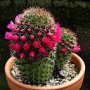  Kamol, , 25  -  28  2023    