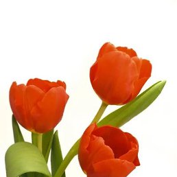 Hcr, ����, 47 ���