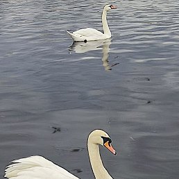 ������, �����, 47 ���