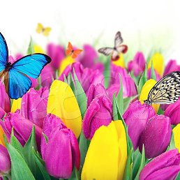 �����, ��������