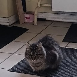 Dez82, ������, 57 ���