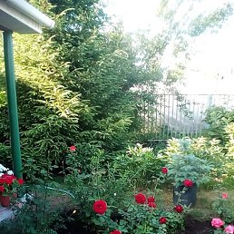 �������, ������, 68 ���