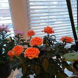 ���������, �������, 47 ���