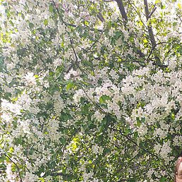 ����, ������, 44 ����