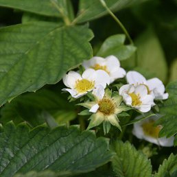  Aleksandr, , 49  -  12  2023