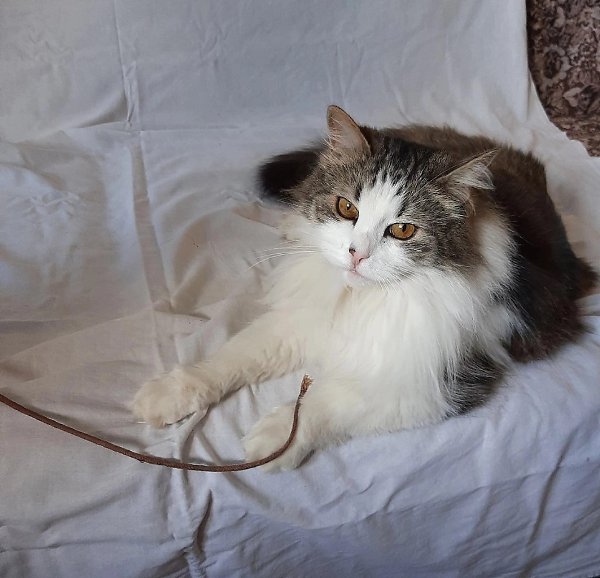 #вДобрыеРуки@40cats.SOS !!! Санкт-Петербург и Ленинградская область ! Помогите спасти котику жизнь ... - 3