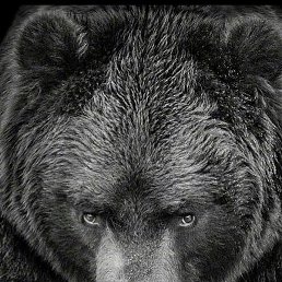 ������, ������ �����, 41 ���