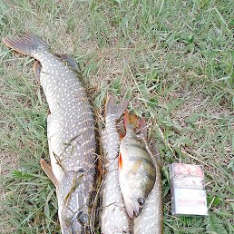 ����, ������, 49 ���