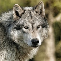 ����, ������, 60 ���