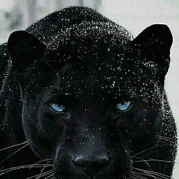 ���������, ���������, 47 ���