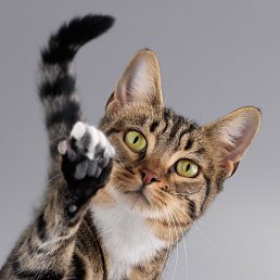 ���� �..., ������, 38 ��� - ��������� 18 ������� 2023