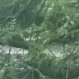 ������, ������-��-����, 49 ���