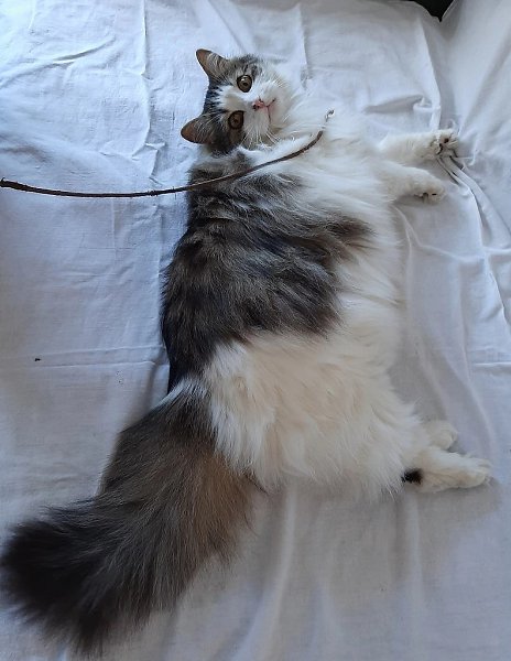 #вДобрыеРуки@40cats.SOS !!! Санкт-Петербург и Ленинградская область ! Помогите спасти котику жизнь ... - 4