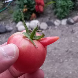 ���� ����, ����������, 41 ��� - ��������� 4 ������� 2023