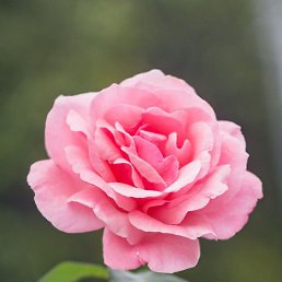 �������, �����������, 68 ���