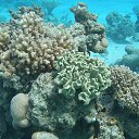  Tiger, , 72  -  28  2023   memory Hurghada