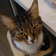 �����, 32 ����, ������ ��������