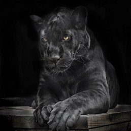 ���������, ������, 41 ���