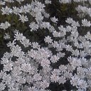 ���� ��, ������������, 51 ��� - ��������� 15 ���� 2023