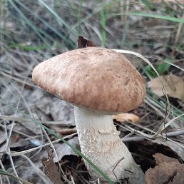 ����, �����������, 38 ���