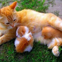  ������ , ���������-����������, 59 ���