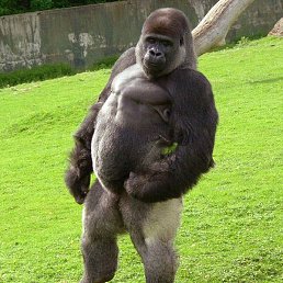 ������, ������, 66 ���