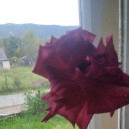 �������, �����, 45 ���