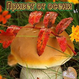 ���������, �����������, 40 ���