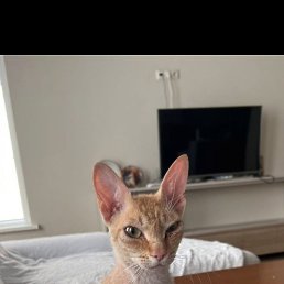 ����, ������, 49 ���