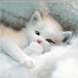 ��������, ����������, 69 ���