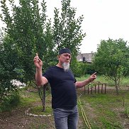 , 52 , 
