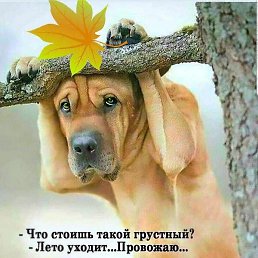 �����, ������, 43 ����