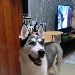 �����, ������, 52 ����