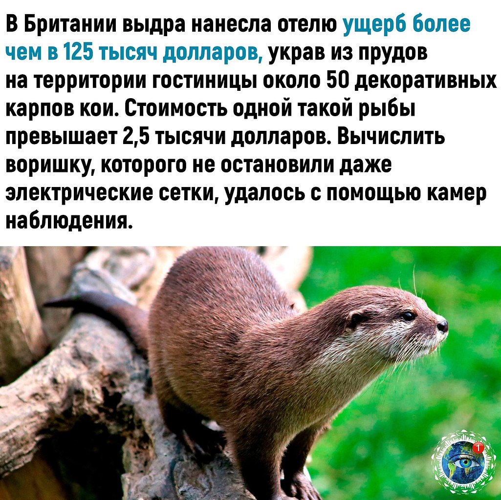 o pe oe ao ocpo co o.