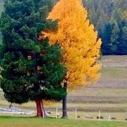 �����, �����-���������, 68 ���