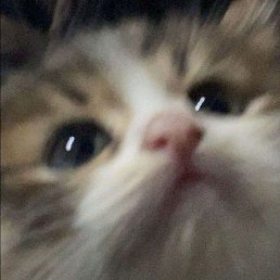 ����, ��������, 28 ���