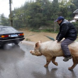 ���� Stanok, ��������, 36 ��� - ��������� 20 ���� 2023