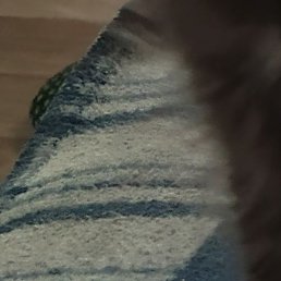 �������, �����������, 43 ����