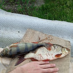 ���, ������, 38 ���