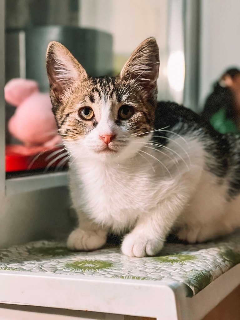 #@40cats., .   -  ,     ... - 5