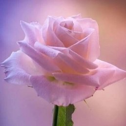 �����, ������, 44 ����