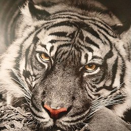 �����, �����-���������, 48 ���